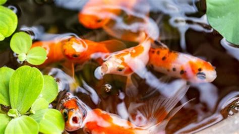 pond fish|The 8 Best (And 5 Worst) Fish for Your Pond .